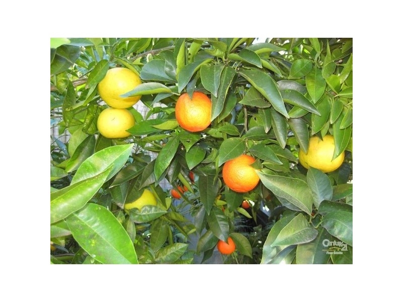 5 Thames Street, Woronora NSW 2232