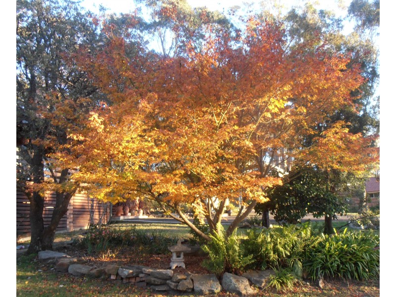 42-44 Cordeaux Street, Willow Vale NSW 2575