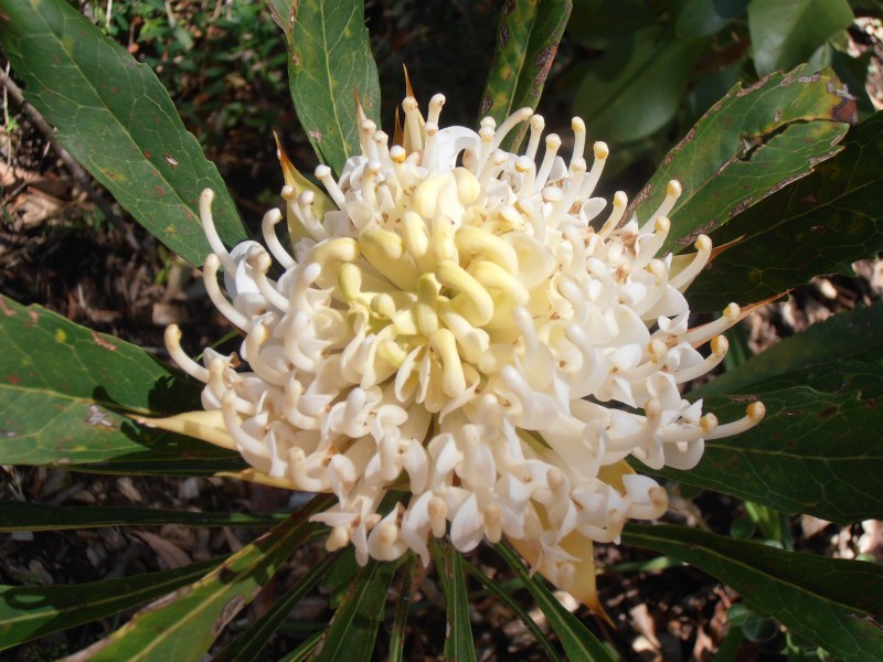 42-44 Cordeaux Street, Willow Vale NSW 2575