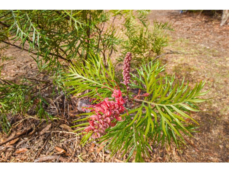 22 Harold Street, Hill Top NSW 2575