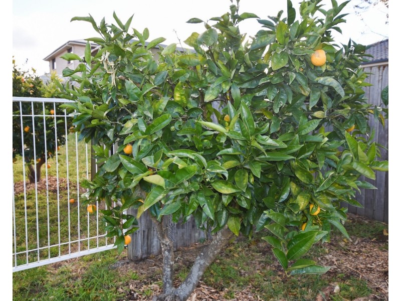 12A Willow Street, Willow Vale NSW 2575