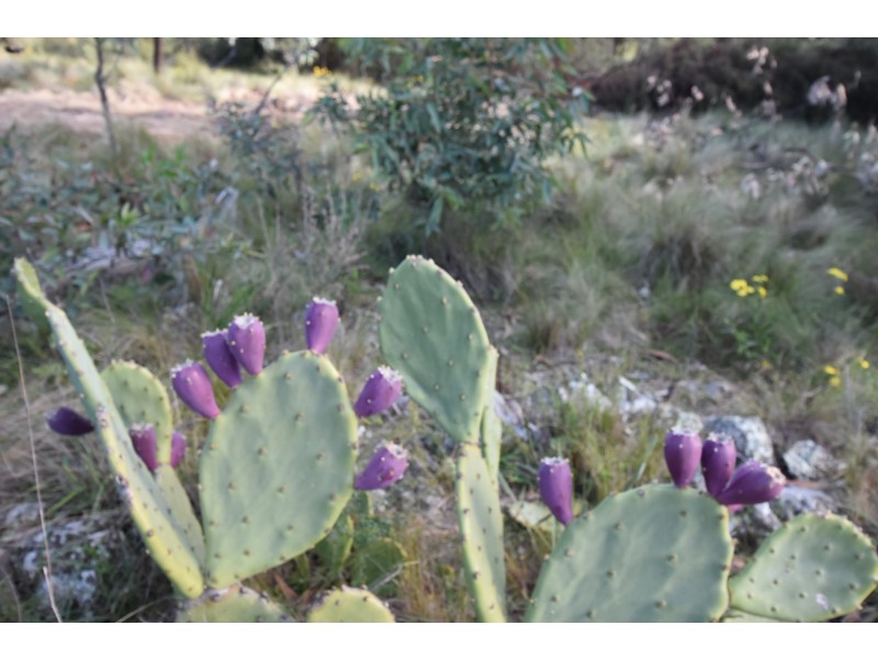 2764 Wombeyan Caves Road, Bullio NSW 2575