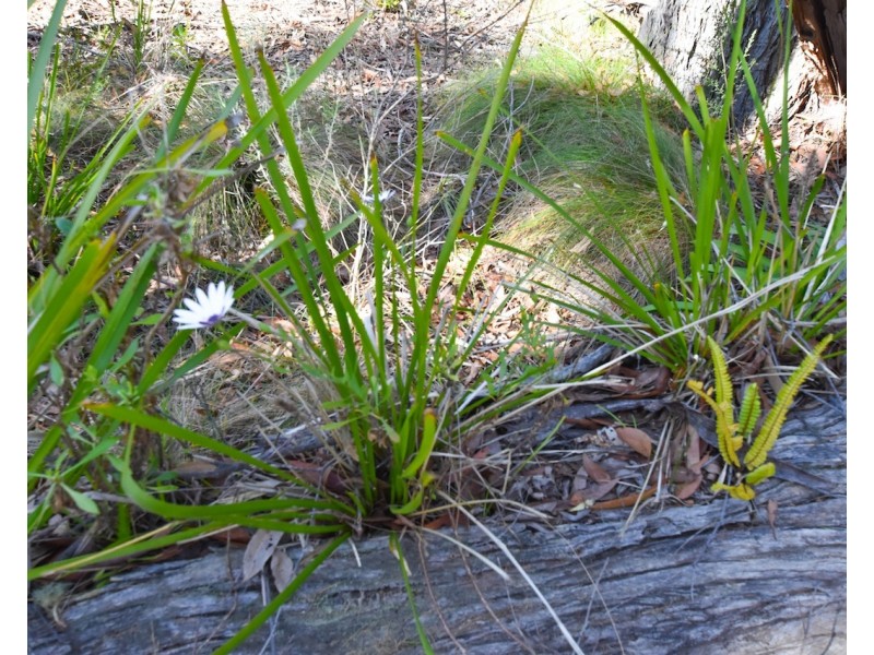 5 Ashley Place, Hill Top NSW 2575