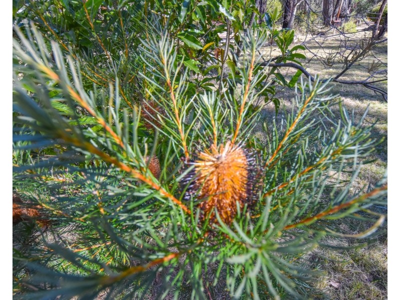 5 Ashley Place, Hill Top NSW 2575