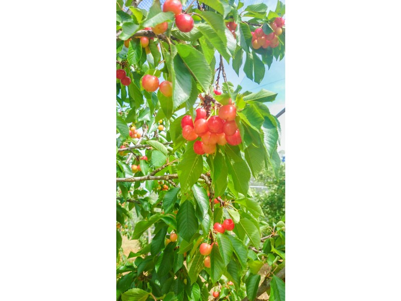 541 Tugalong Road, Canyonleigh NSW 2577