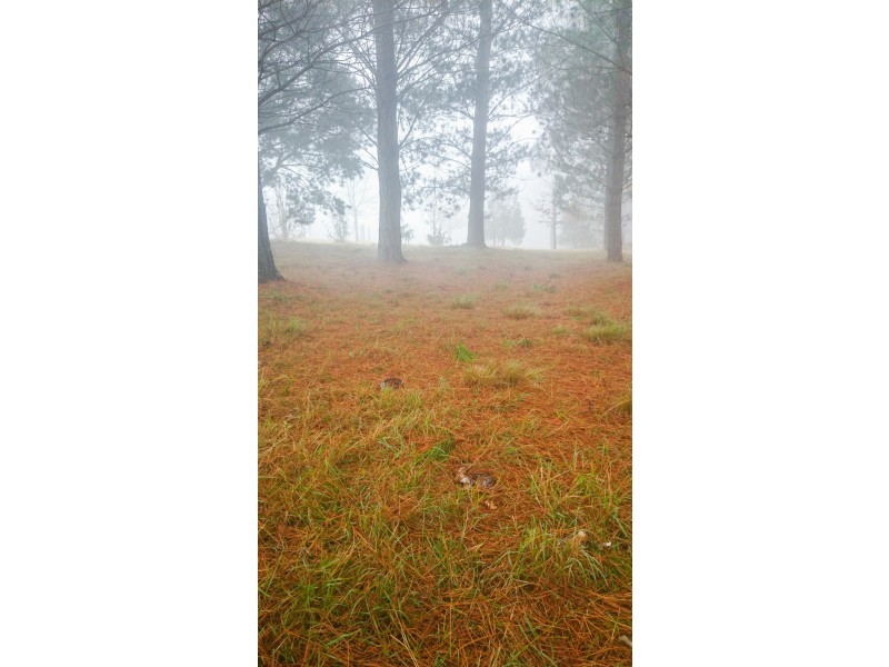 541 Tugalong Road, Canyonleigh NSW 2577