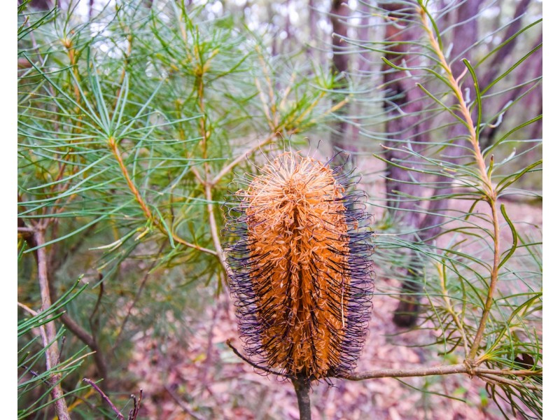 5 Acacia Street, Colo Vale NSW 2575