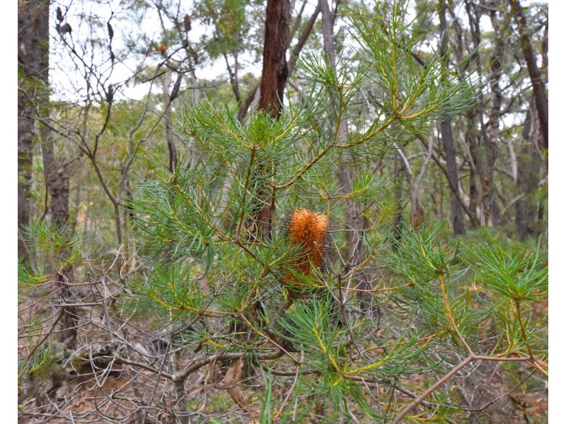 5 Acacia Street, Colo Vale NSW 2575