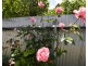 50 Telopea Road, Hill Top NSW 2575