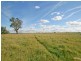 Millthorpe NSW 2798