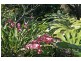 Faulconbridge NSW 2776