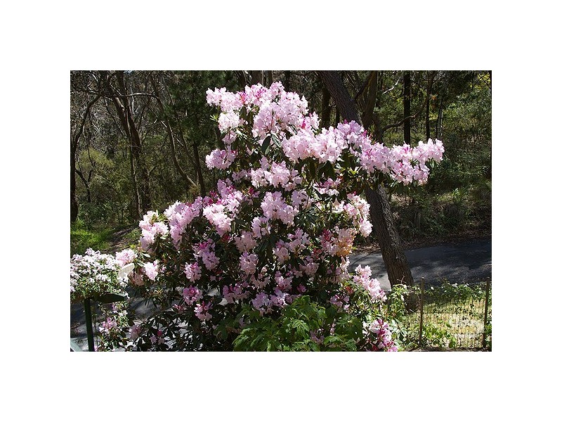 1 Belvidere Ave, Blackheath NSW 2785