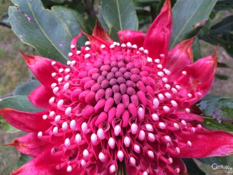 2-4 Linkview Ave, Blackheath NSW 2785