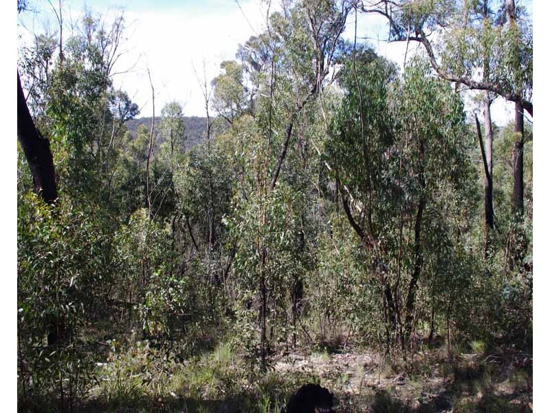 23-25 Salisbury Ave, Mount Victoria NSW 2786