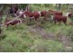 Elands NSW 2429