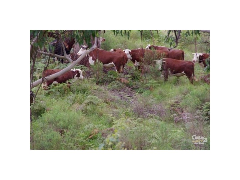 Elands NSW 2429