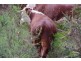 Elands NSW 2429