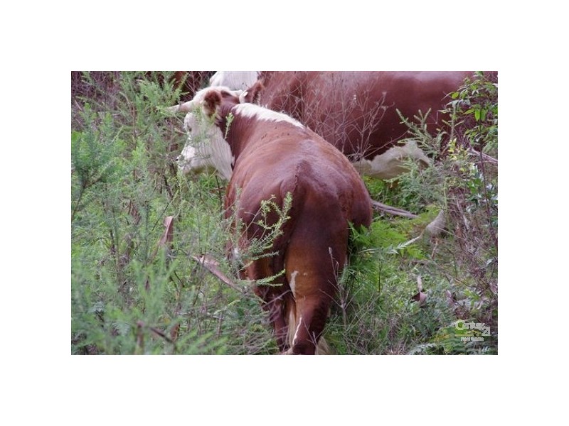 Elands NSW 2429