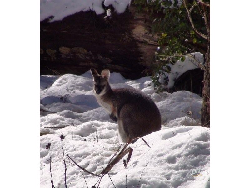 Cobark NSW 2422