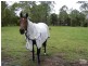 Pampoolah NSW 2430