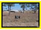 201 Weir Road TOLL, Charters Towers QLD 4820