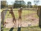 1236 Gatton Esk Rd, Spring Creek QLD 4343
