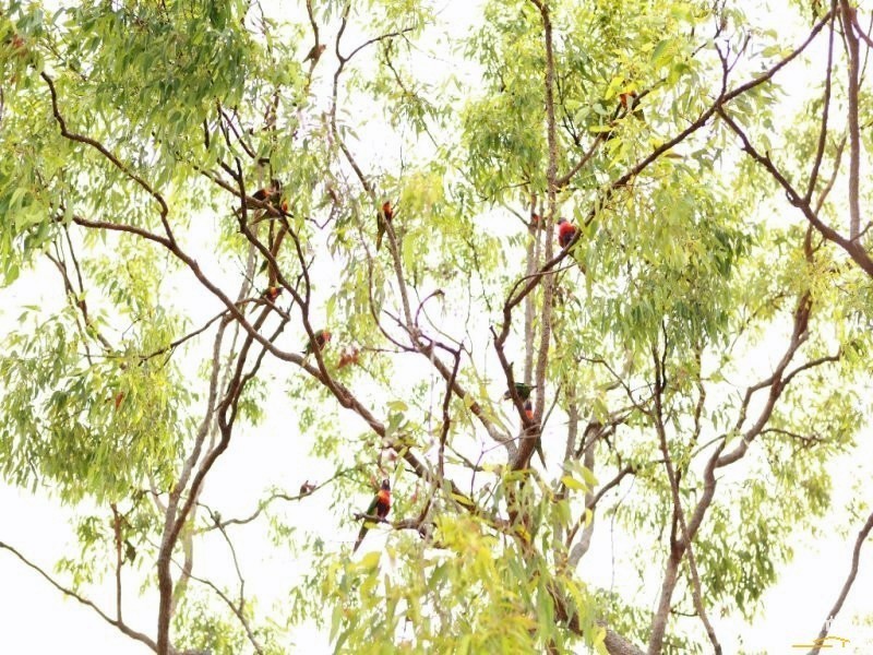 Lot 86 ASPERA CRT, Fernvale QLD 4306