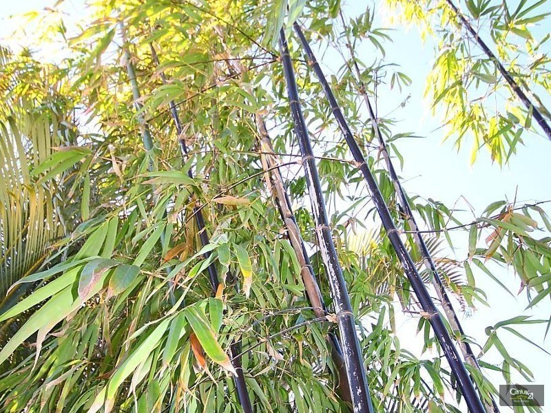 69 Jacaranda Ave, Hollywell QLD 4216