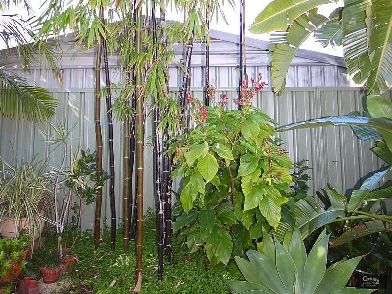 69 Jacaranda Ave, Hollywell QLD 4216