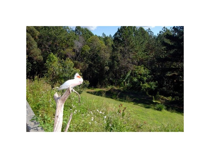 Diddillibah QLD 4559