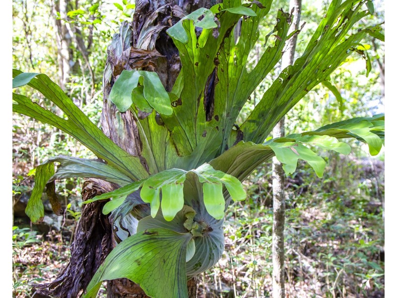 145 Kirby Road, Montville QLD 4560