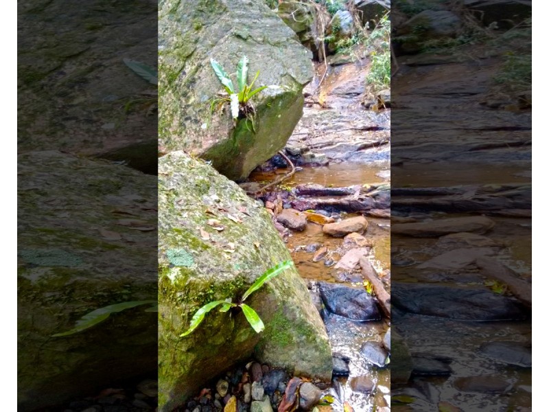 145 Kirby Road, Montville QLD 4560