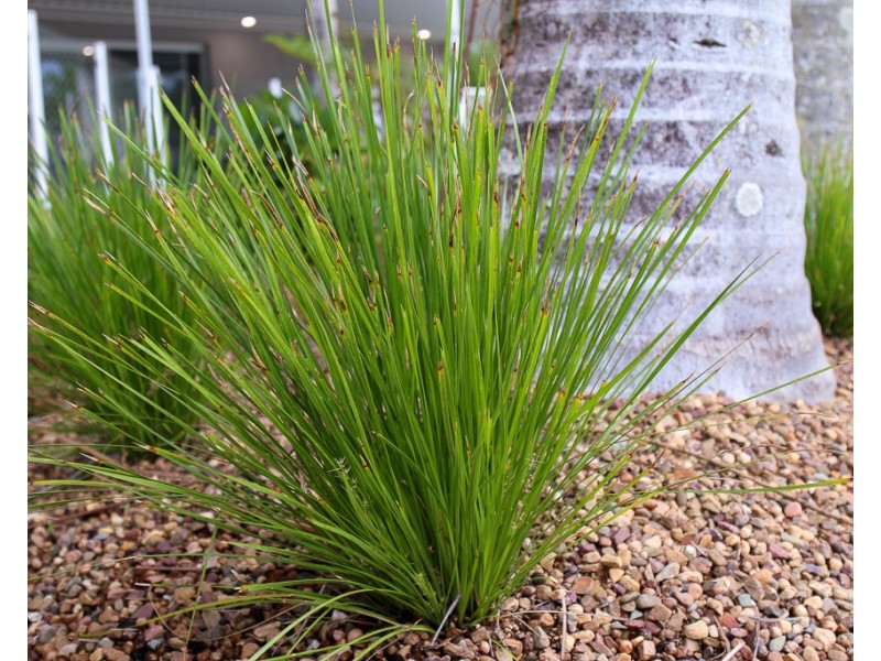 12 Georgina Place, Beerwah QLD 4519