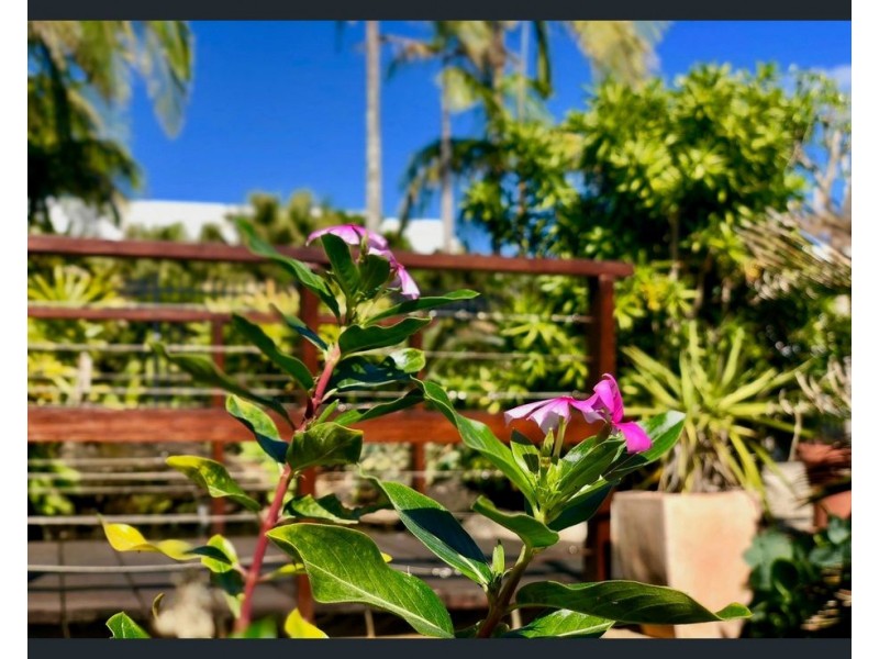 14 and 15/151-153  Mudjimba Beach Road, Mudjimba QLD 4564