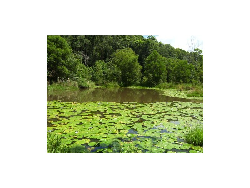 Murwillumbah NSW 2484