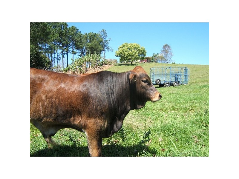 Stokers Siding NSW 2484