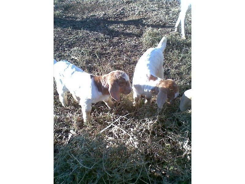 Lot 13 Mt Stowe Road, Gladstone QLD 4680