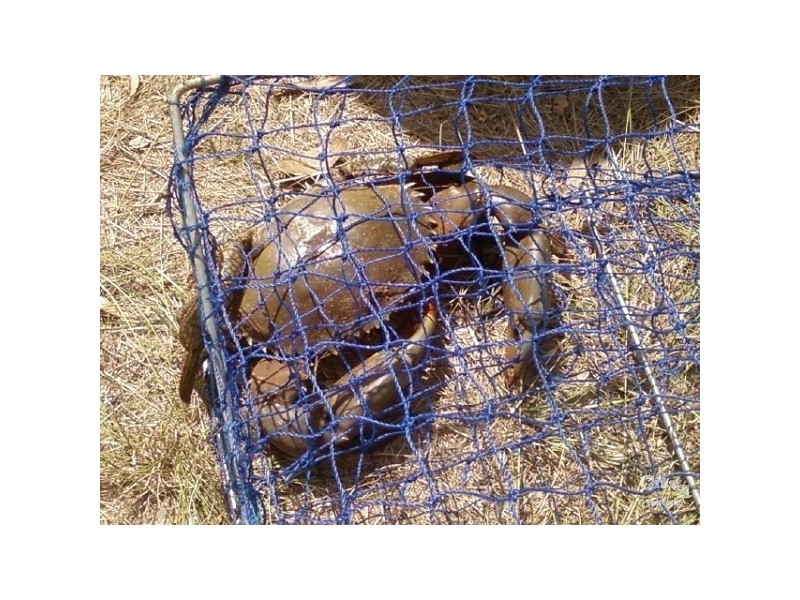 L 9 Lagoon Road, Beecher QLD 4680