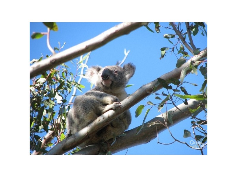 5 Parkway Crescent, Murrumba Downs QLD 4503
