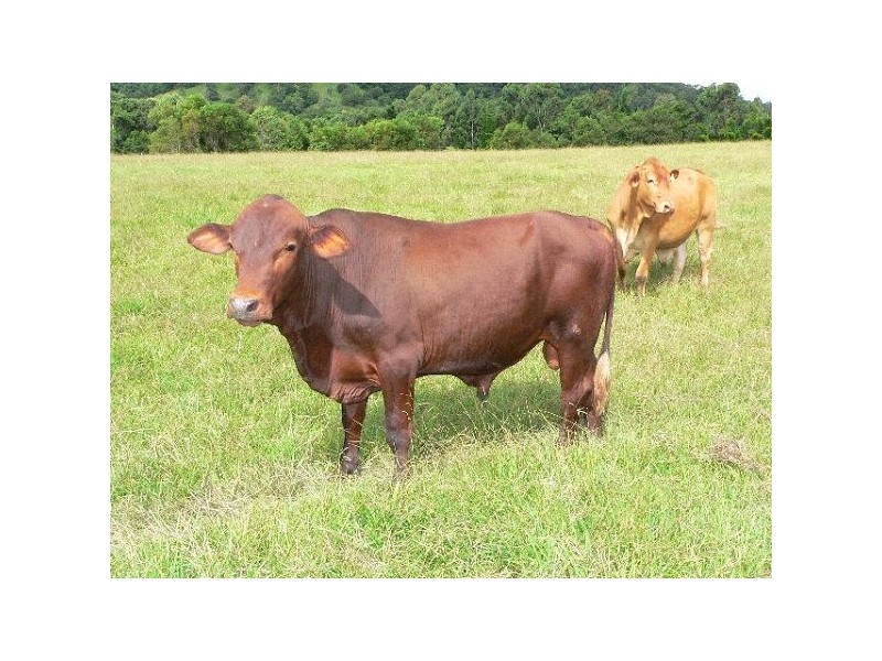 992 Browns Ck Rd, Eerwah Vale QLD 4562