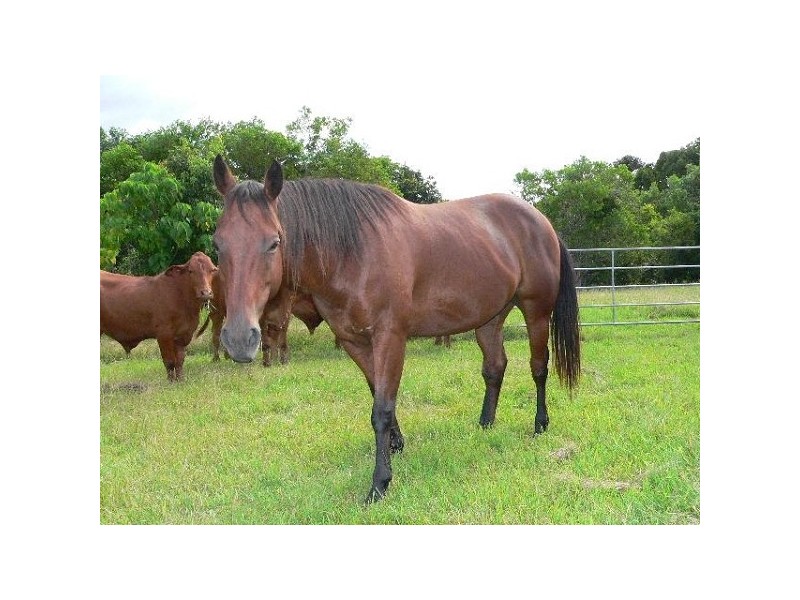 992 Browns Ck Rd, Eerwah Vale QLD 4562