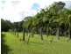 127 Napier Road, Eumundi QLD 4562