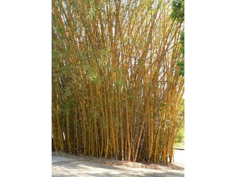 12 Ward Street, Eumundi QLD 4562