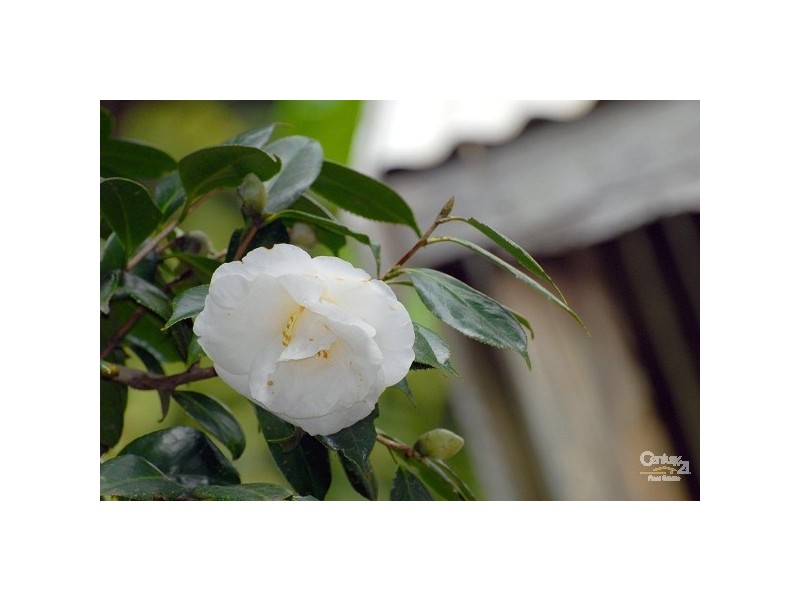 18 Hoffman Close, Montville QLD 4560