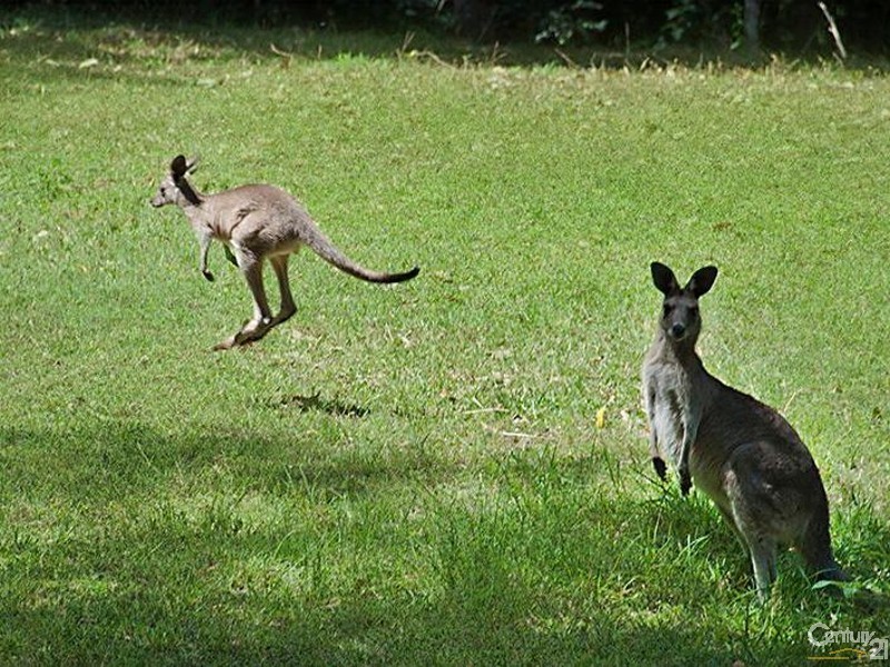 11 St Ives Terrace, Buderim QLD 4556