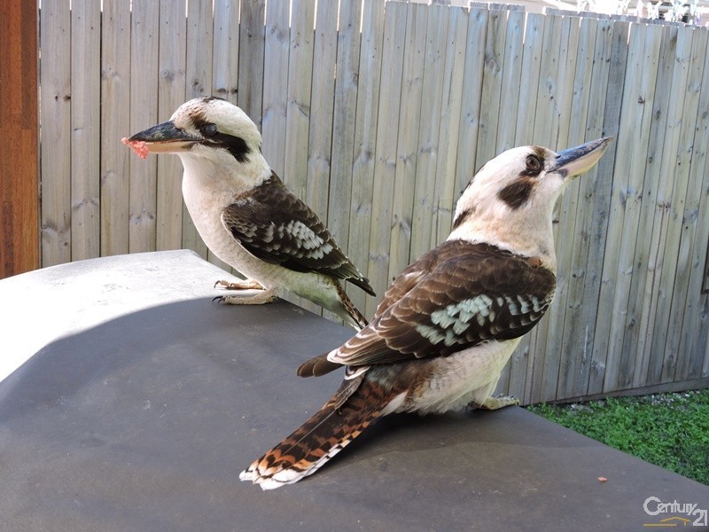 8 Buderim Glen Drive, Buderim QLD 4556