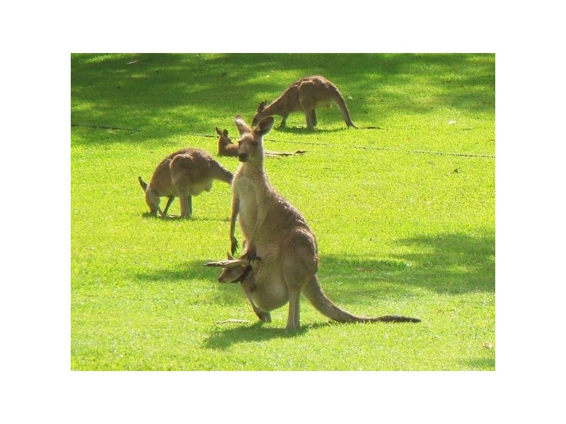 39 Lara Drive, Buderim QLD 4556