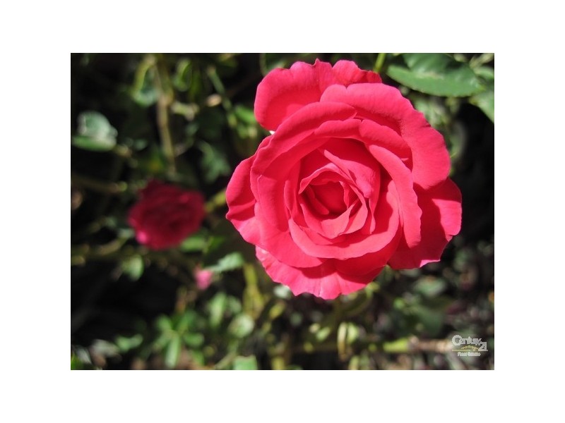 21 WEDDEL, Annandale QLD 4814