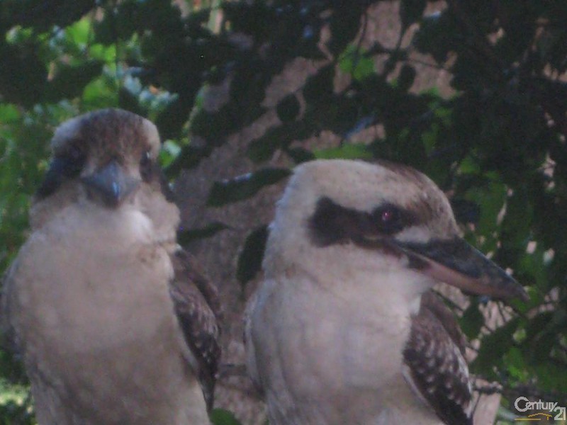 Alligator Creek QLD 4816