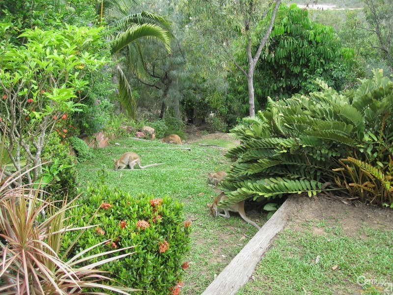 11 DENISON COURT, Toomulla QLD 4816